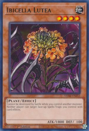 Ibicella Lutea - VASM-EN052: Valiant Smashers